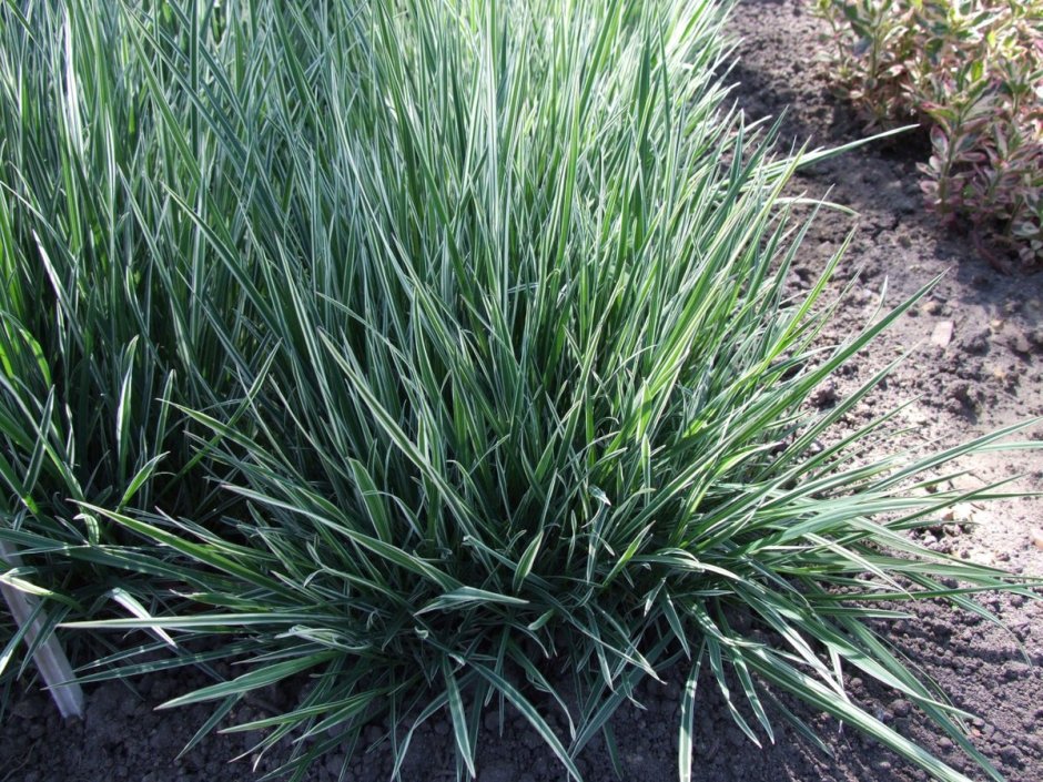 Райграс бульбоносный (Arrhenatherum bulbosum)
