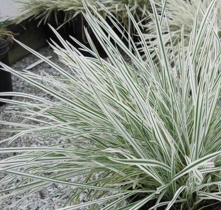 Райграс Arrhenatherum