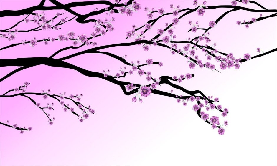 Ветка Сакуры на розовом фоне