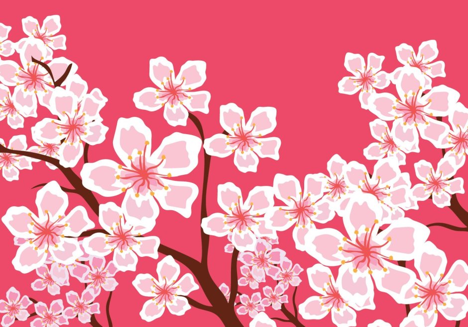 Цветок Сакуры рисунок