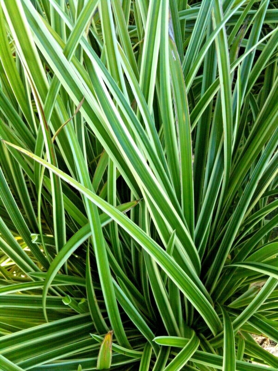 Осока Моррова (Carex morrowii)