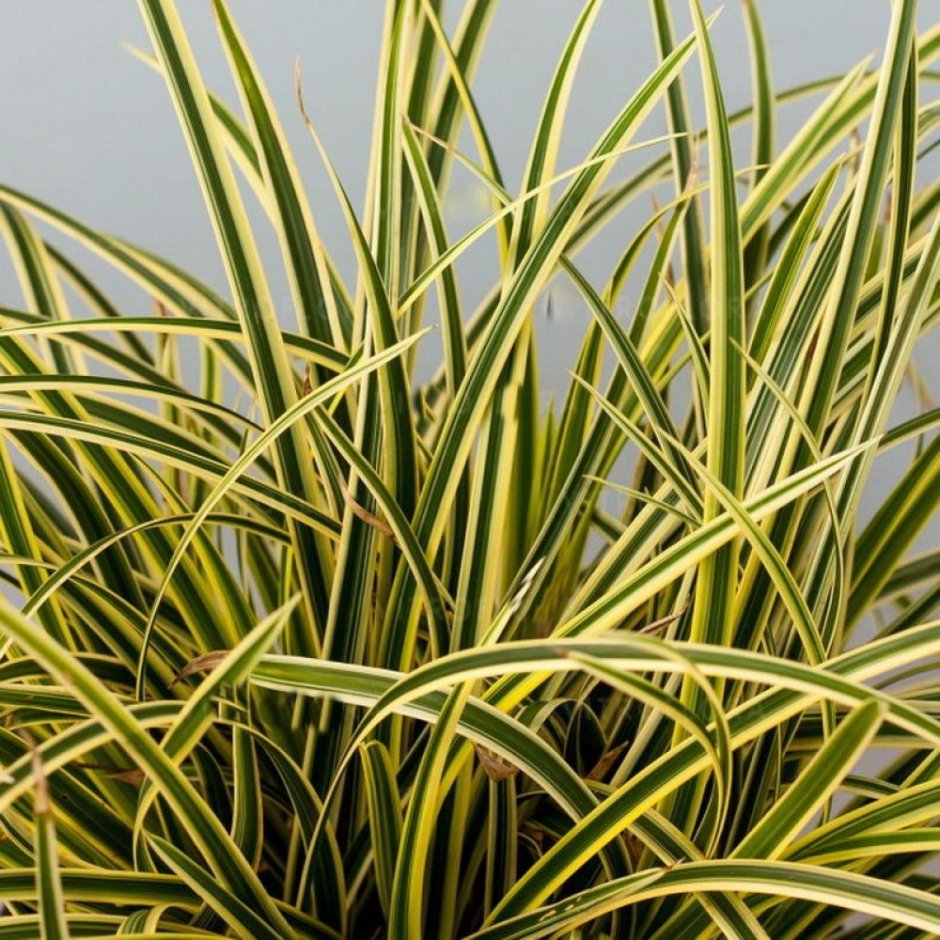 Осока Морроу (Carex morrowii )