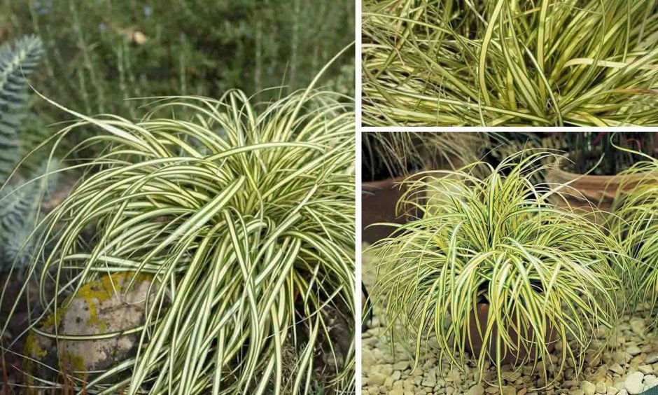 Осока власовидная Frosted Curls Carex Comans