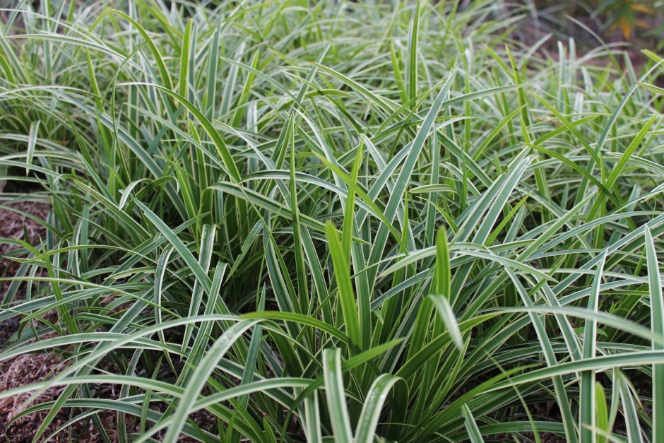 Carex 'Feather Falls' - nowość!