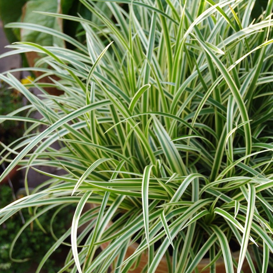 Осока Морроу (Carex morrowii `variegata`)