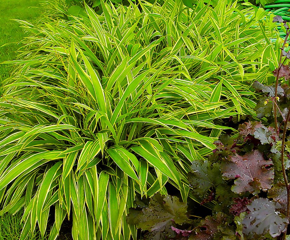 Осока siderosticta "variegata"