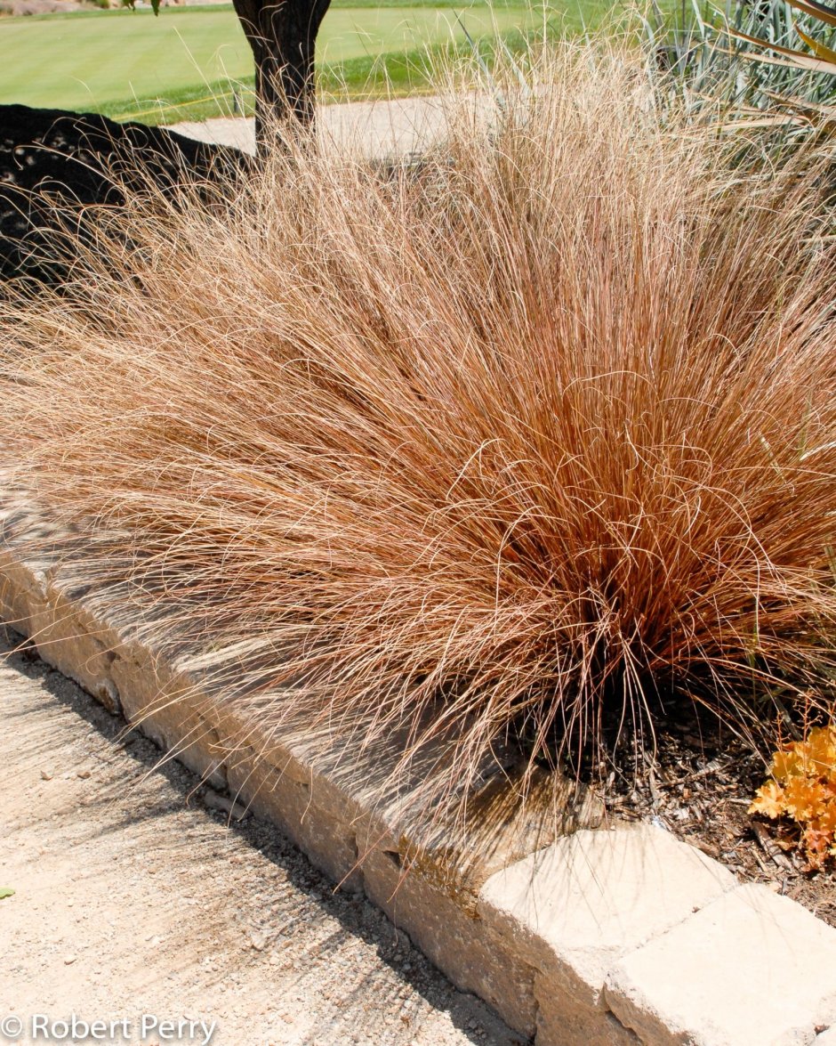Осока Carex buchananii