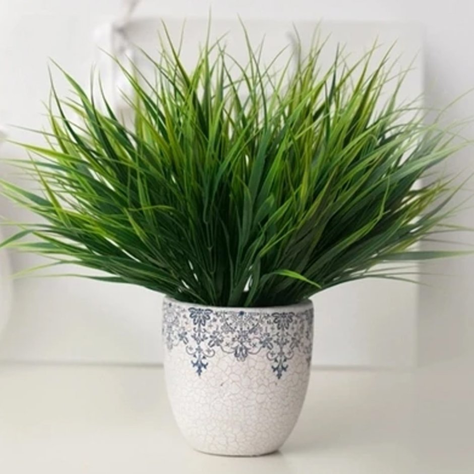 Осока Морроу (Carex morrowii `Irish Green`)