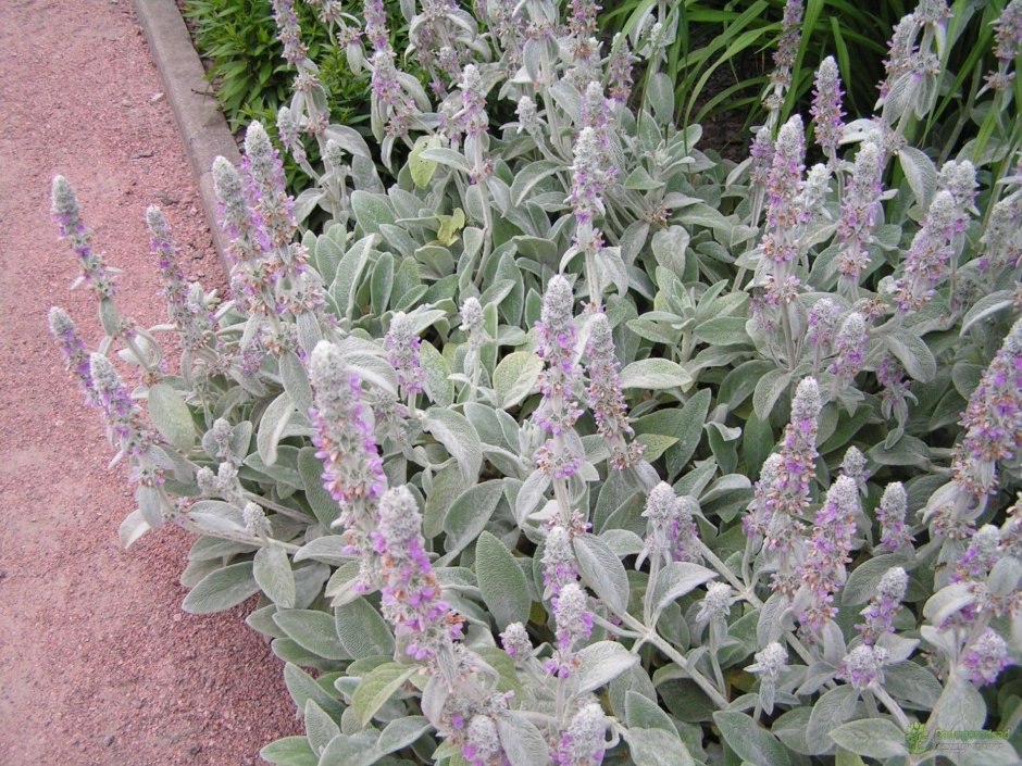 Чистец Silver Carpet