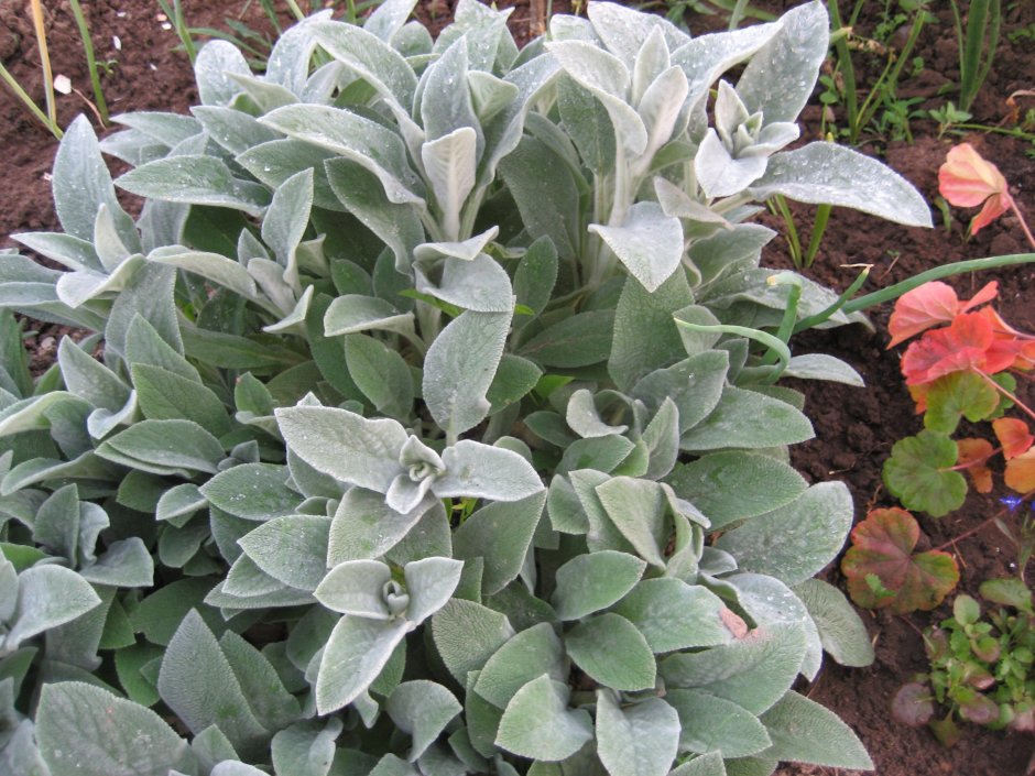 Стахис шерстистый (чистец) "Stachys Lanata"