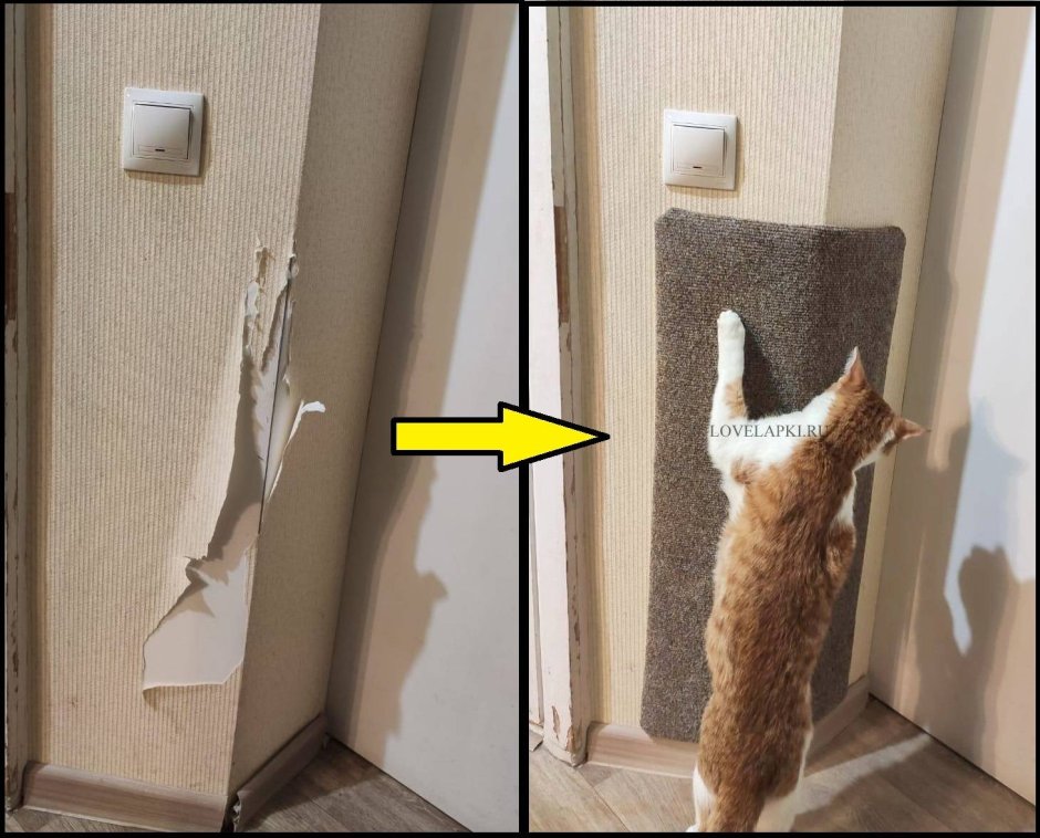 Кошка царапает стену