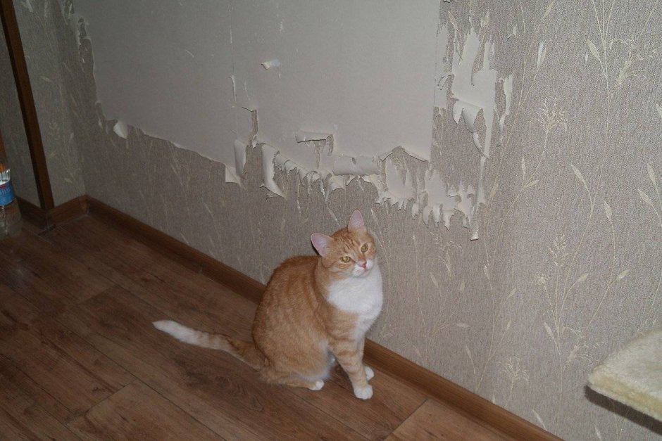 Кот стену ободрал