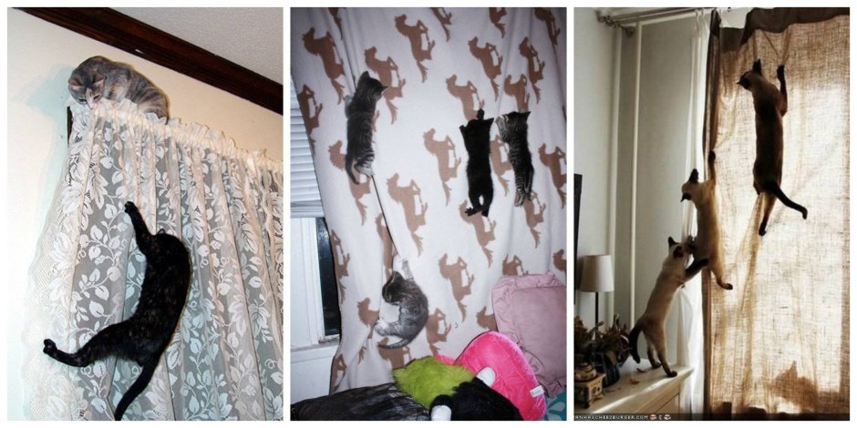 Коты на шторах