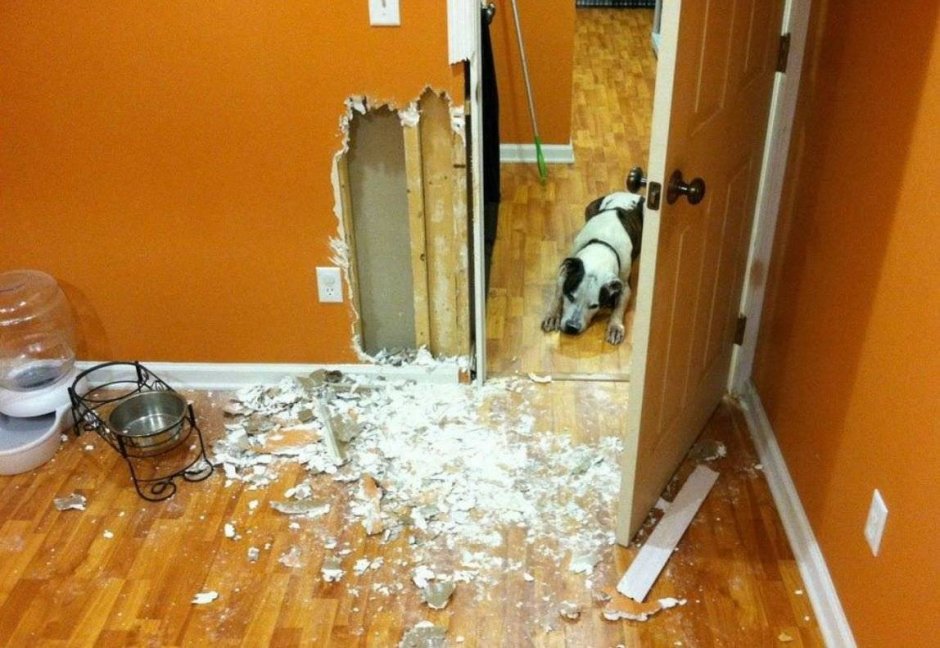 Защита стен от собак в квартире