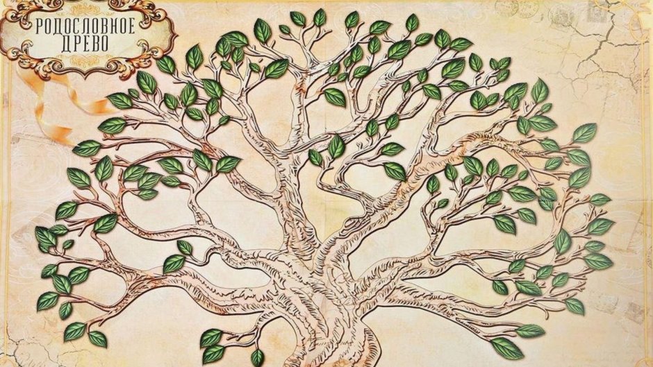Генеалогическое дерево 4 поколения