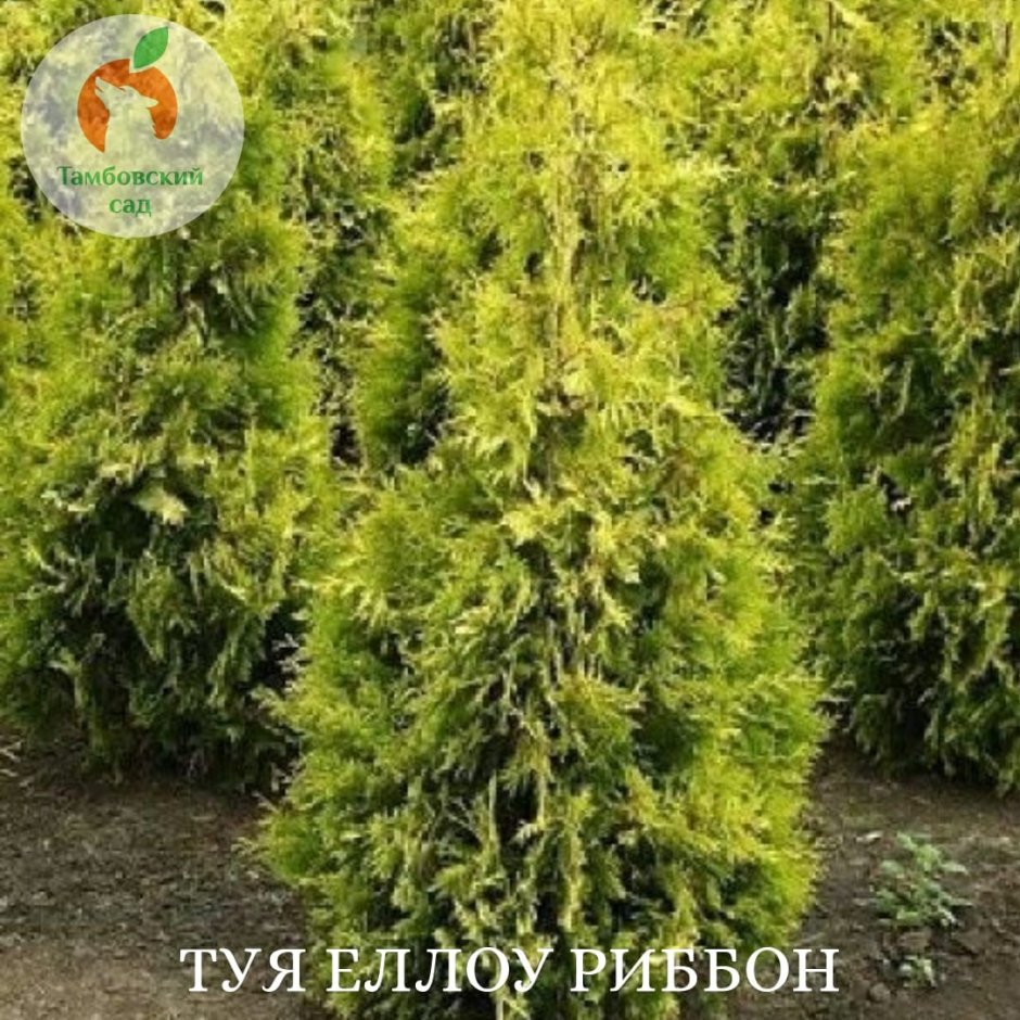 Туя Западная Sunkist