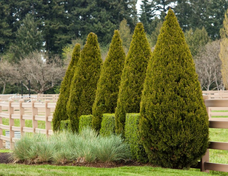 Туя Западная Thuja occidentalis Jantar