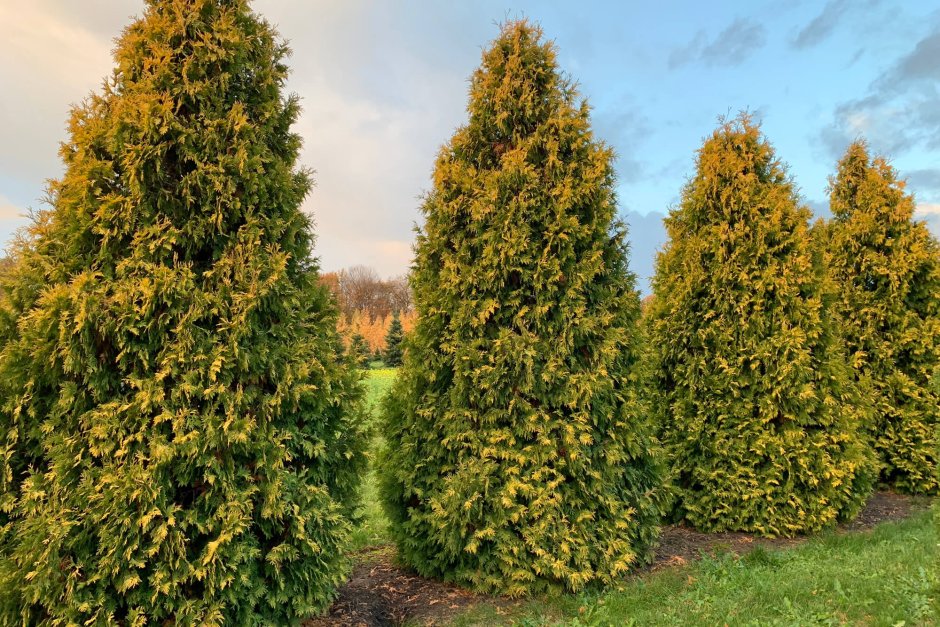 Thuja occidentalis Europe Gold
