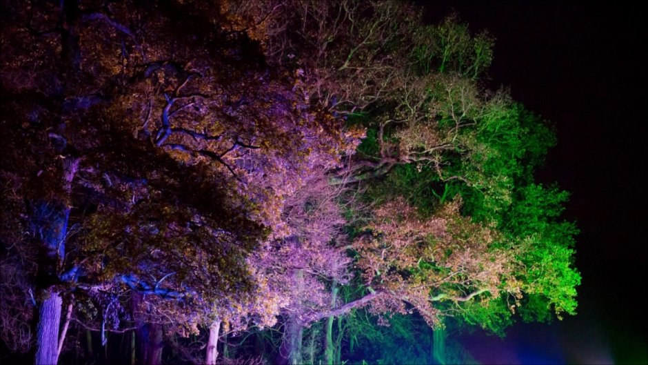 РГБ подсветка деревьев