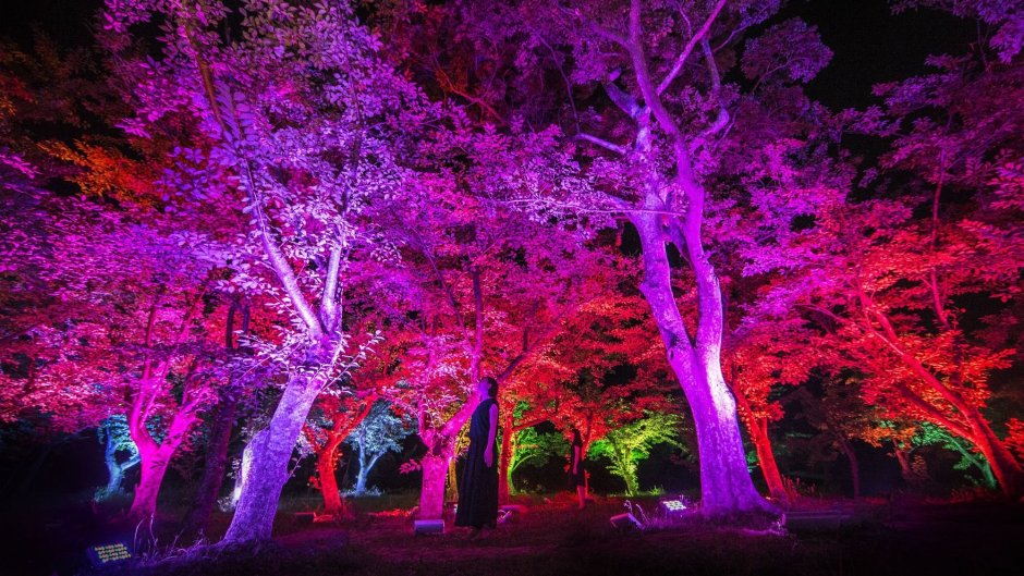 Подсветка деревьев в лесу