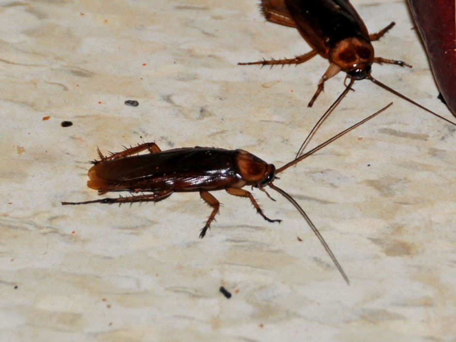 Домашние вредители-тараканы