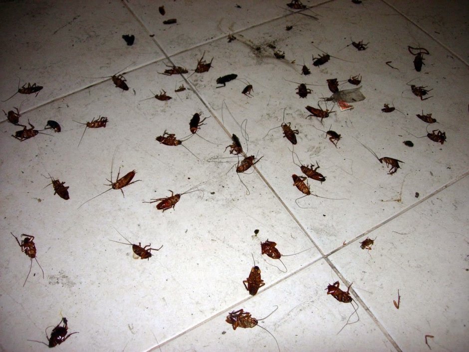 Ловушки от тараканов в квартире