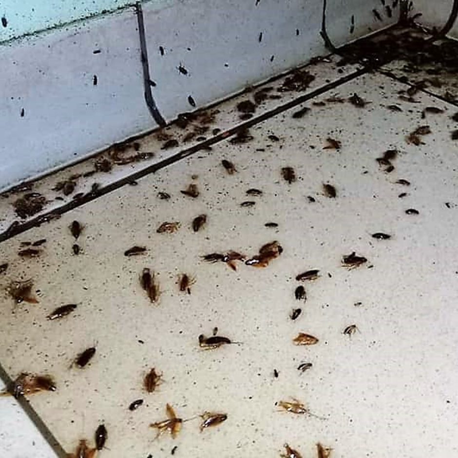 Тараканы в квартире