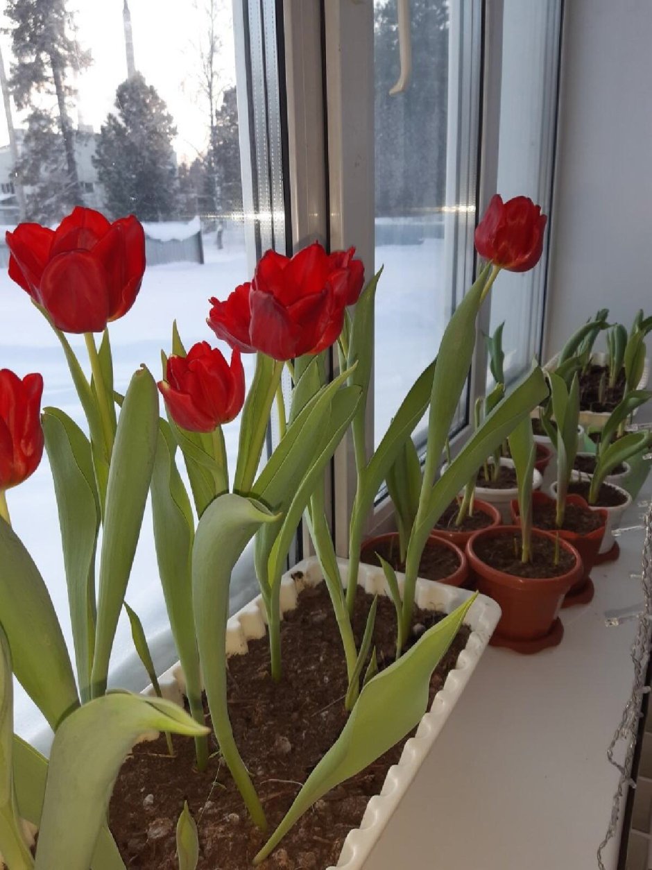 Тюльпаны дома в горшке
