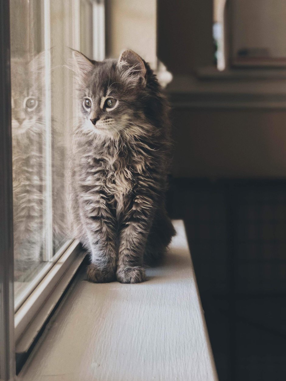 Котенок у окна