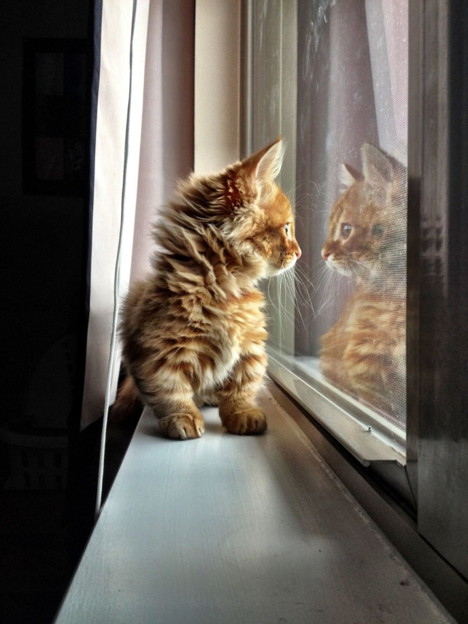 Кошки на окошке