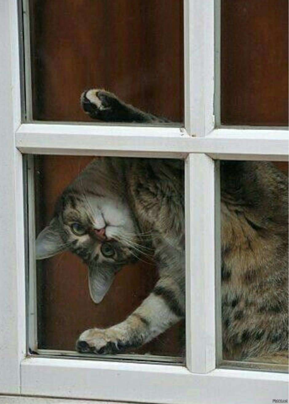 Котенок у окна