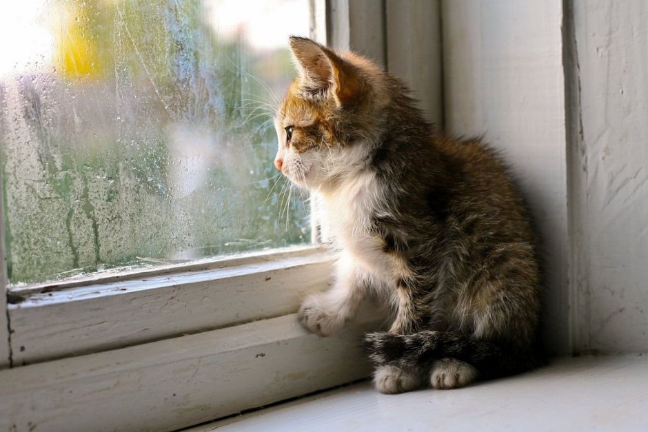 Кошка на окне