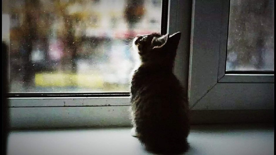 Кот в окне на закате
