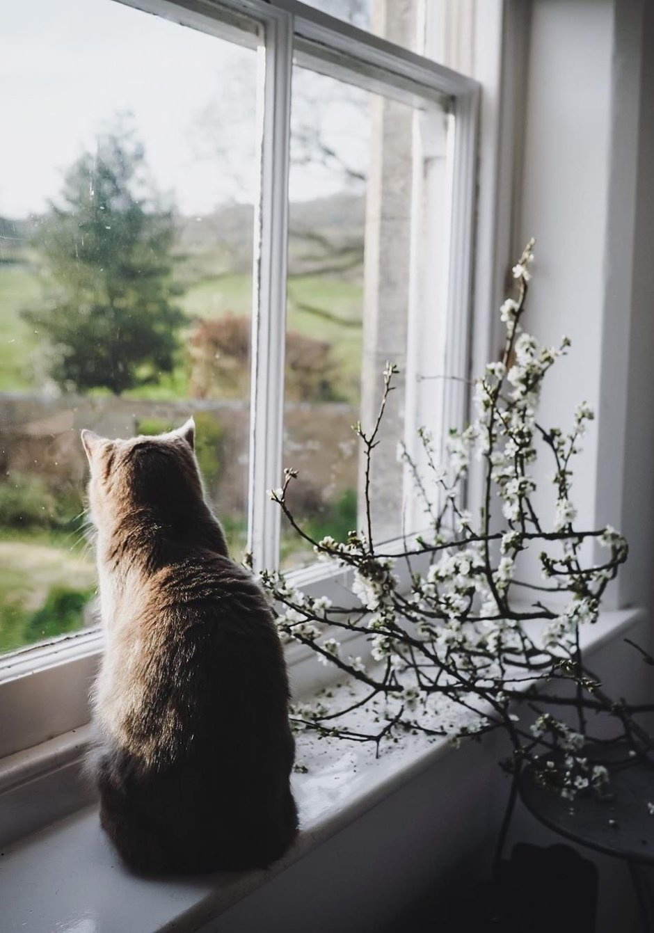Кот на подоконнике Весна