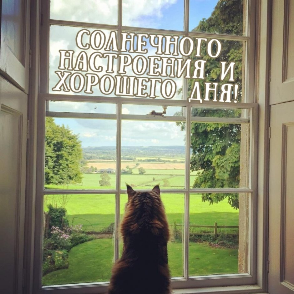 Кот ждет у окна