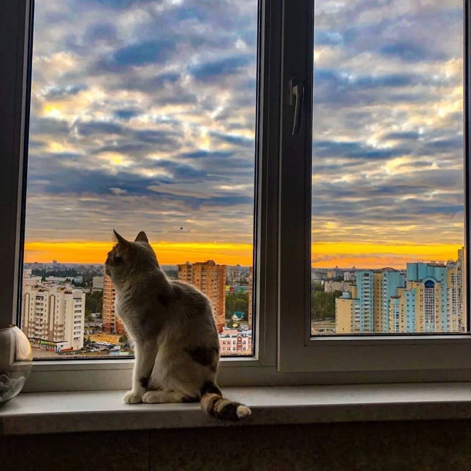 Кот ждет у окна