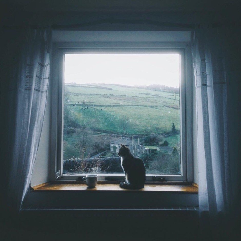 Коты за окном