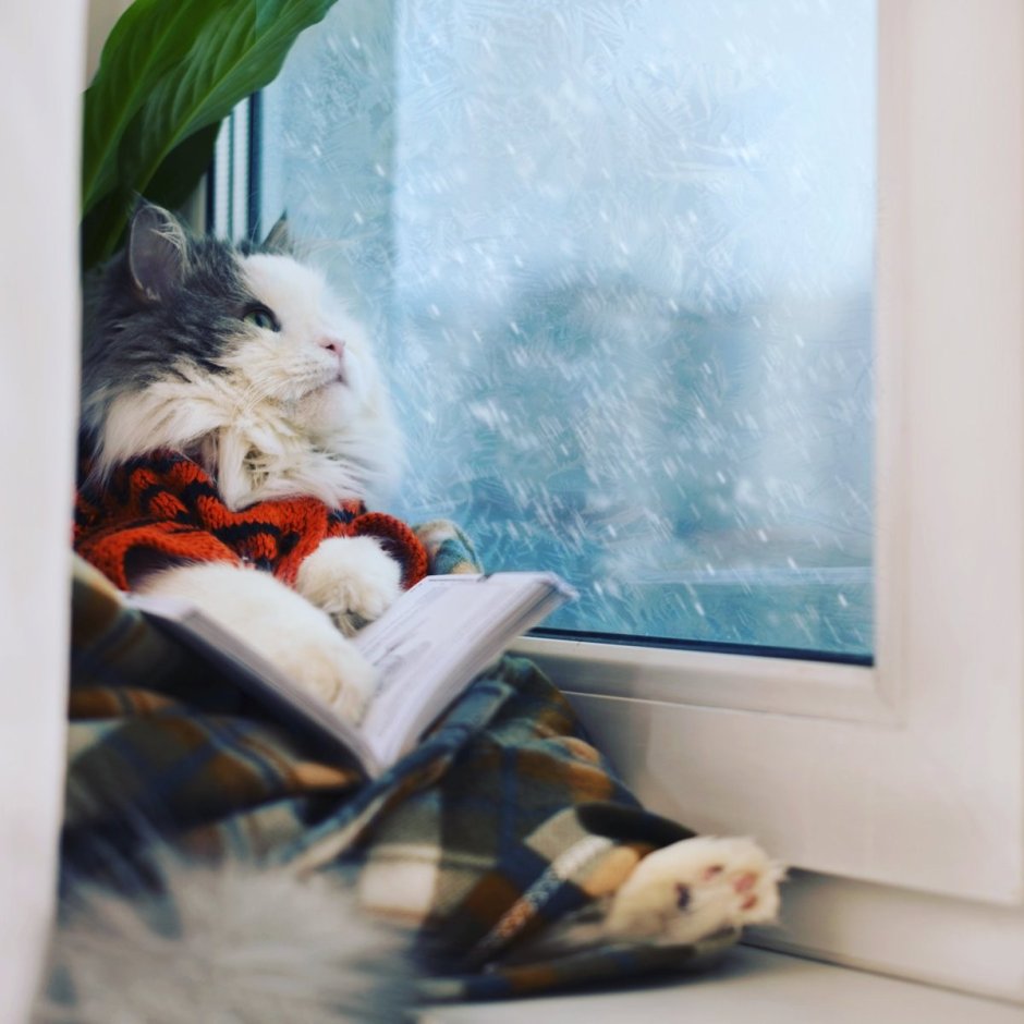 Кот за окном