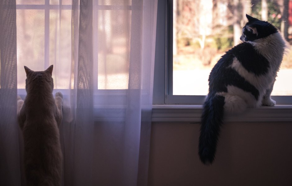 Кот на окне Эстетика