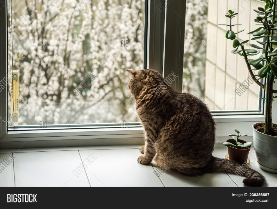 Кот весной на подоконнике