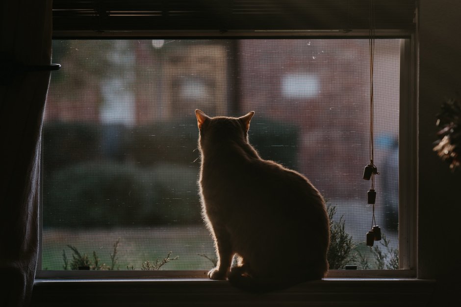 Котик на подоконнике