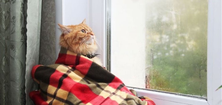 Кот спиной на подоконнике