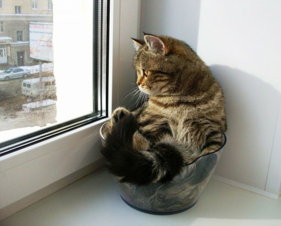 Котик сидит и ждет