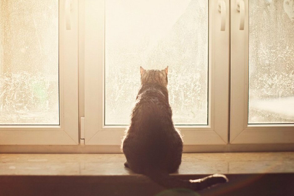 Кот скучает