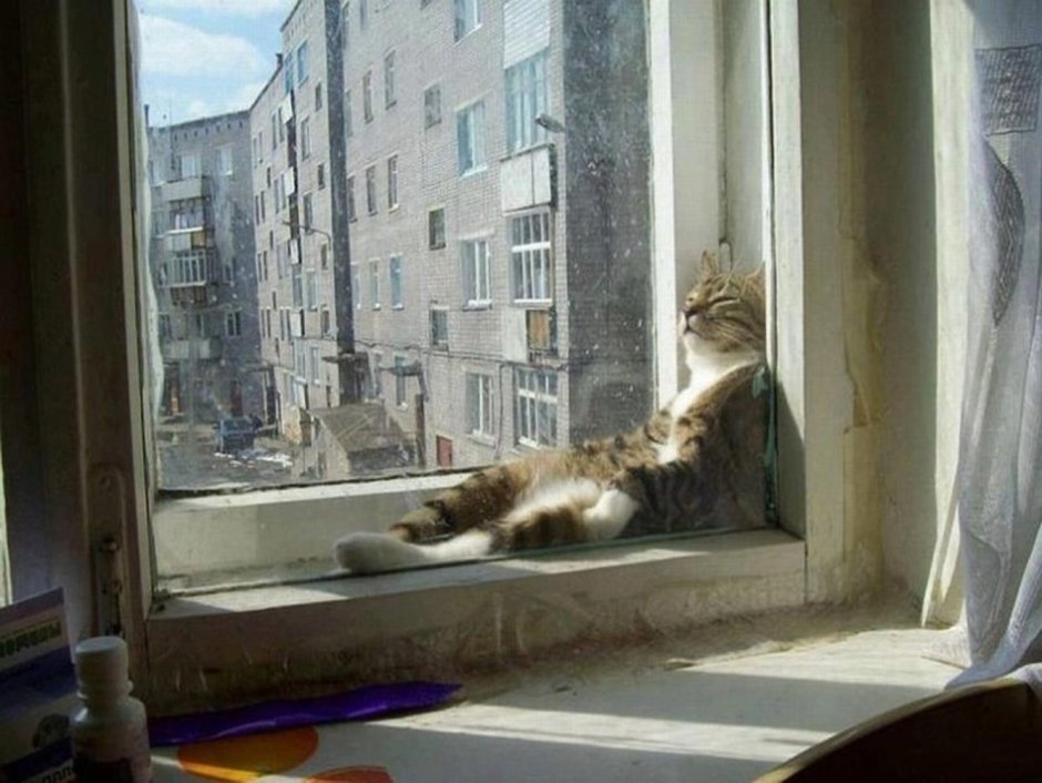 Василий буянит кот