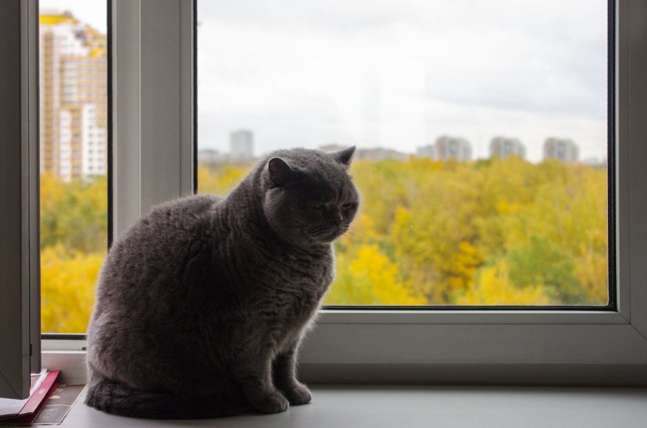 Кот на окне зима