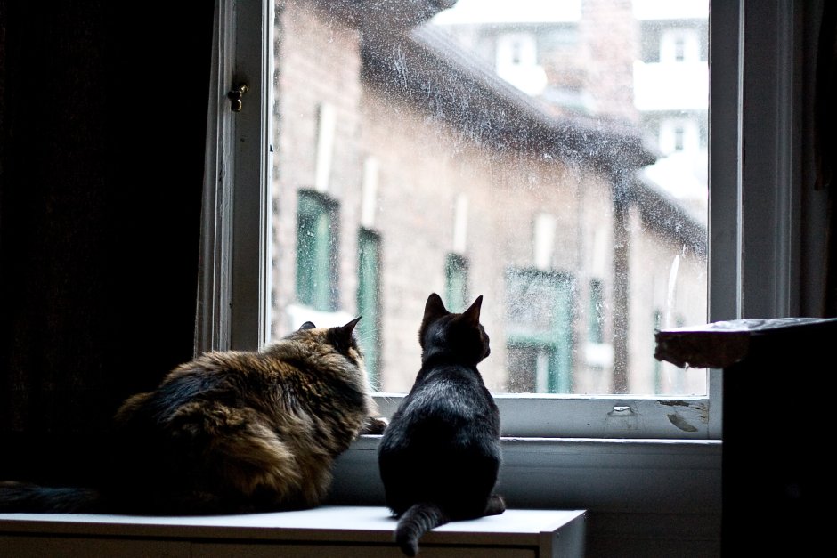 Кошка на окне гуашью