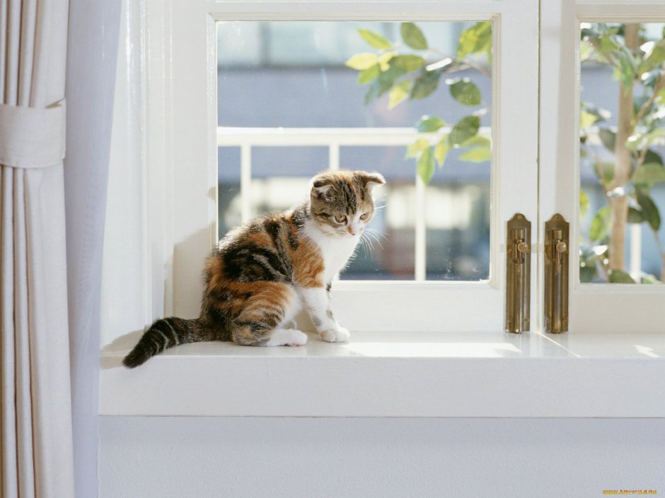 Коты в пледе