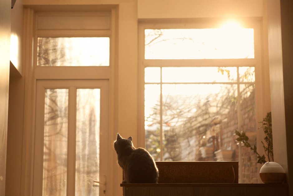 Котик на окне