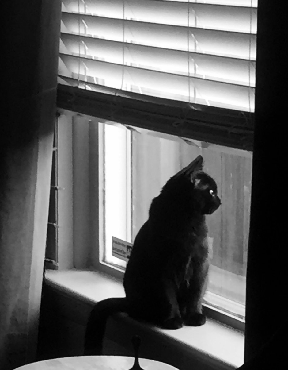 Коты на подоконнике
